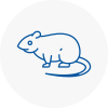 Rat Control Cleveleys