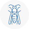 Cleveleys Wasp Nest Removal